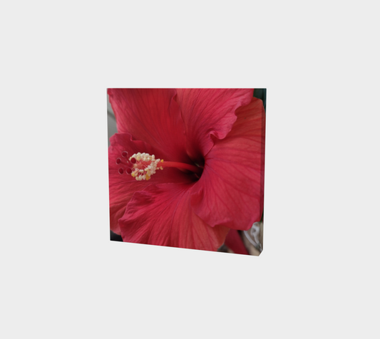Hibiscus Bloom