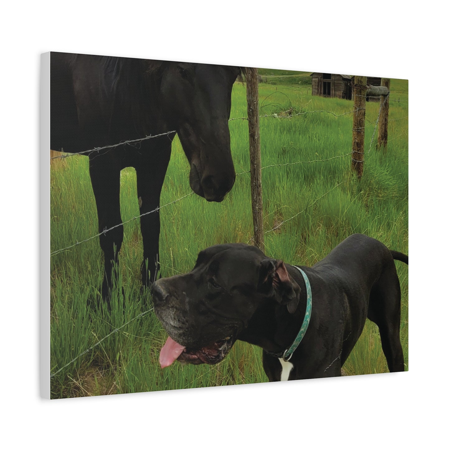 Pet Portrait Matte Canvas Wall Art - Horse & Dog