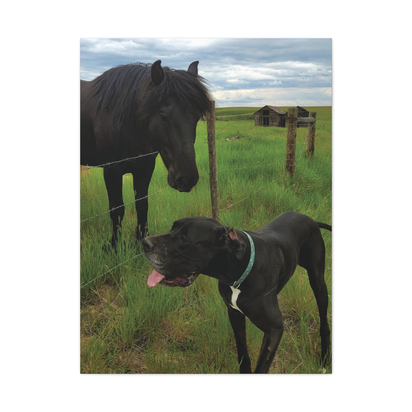 Pet Portrait Matte Canvas Wall Art - Horse & Dog