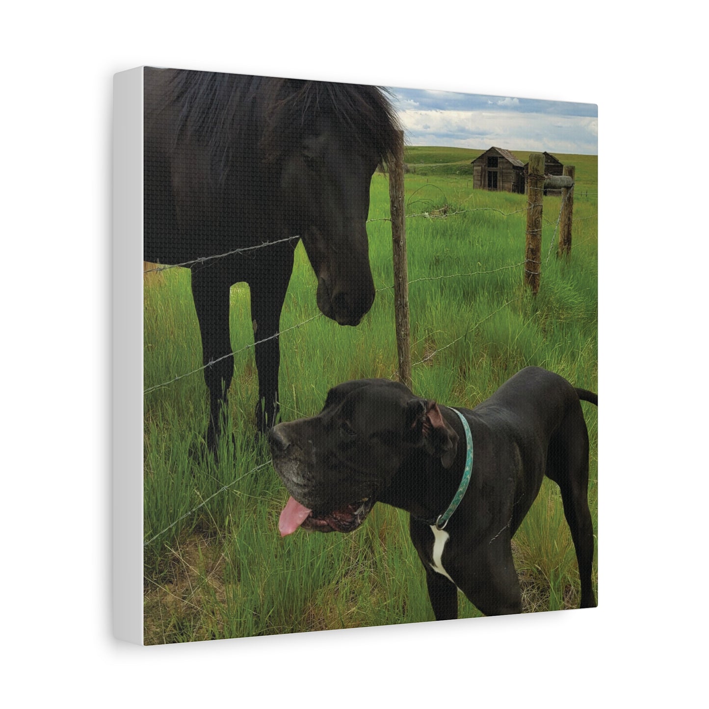 Pet Portrait Matte Canvas Wall Art - Horse & Dog