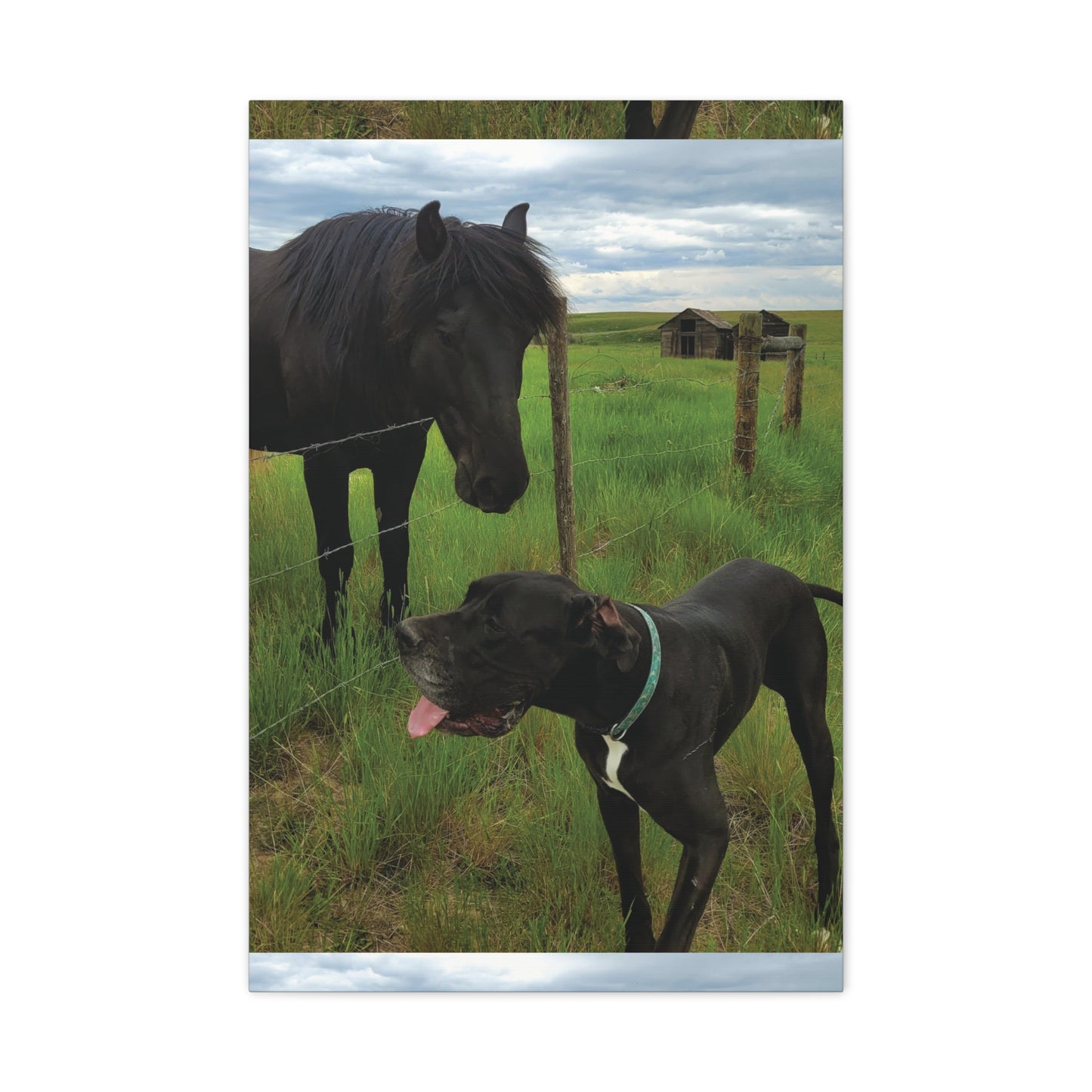 Pet Portrait Matte Canvas Wall Art - Horse & Dog
