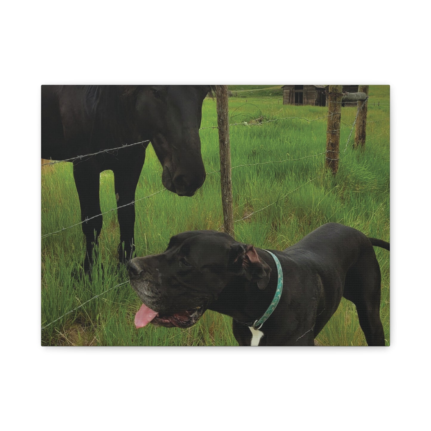 Pet Portrait Matte Canvas Wall Art - Horse & Dog