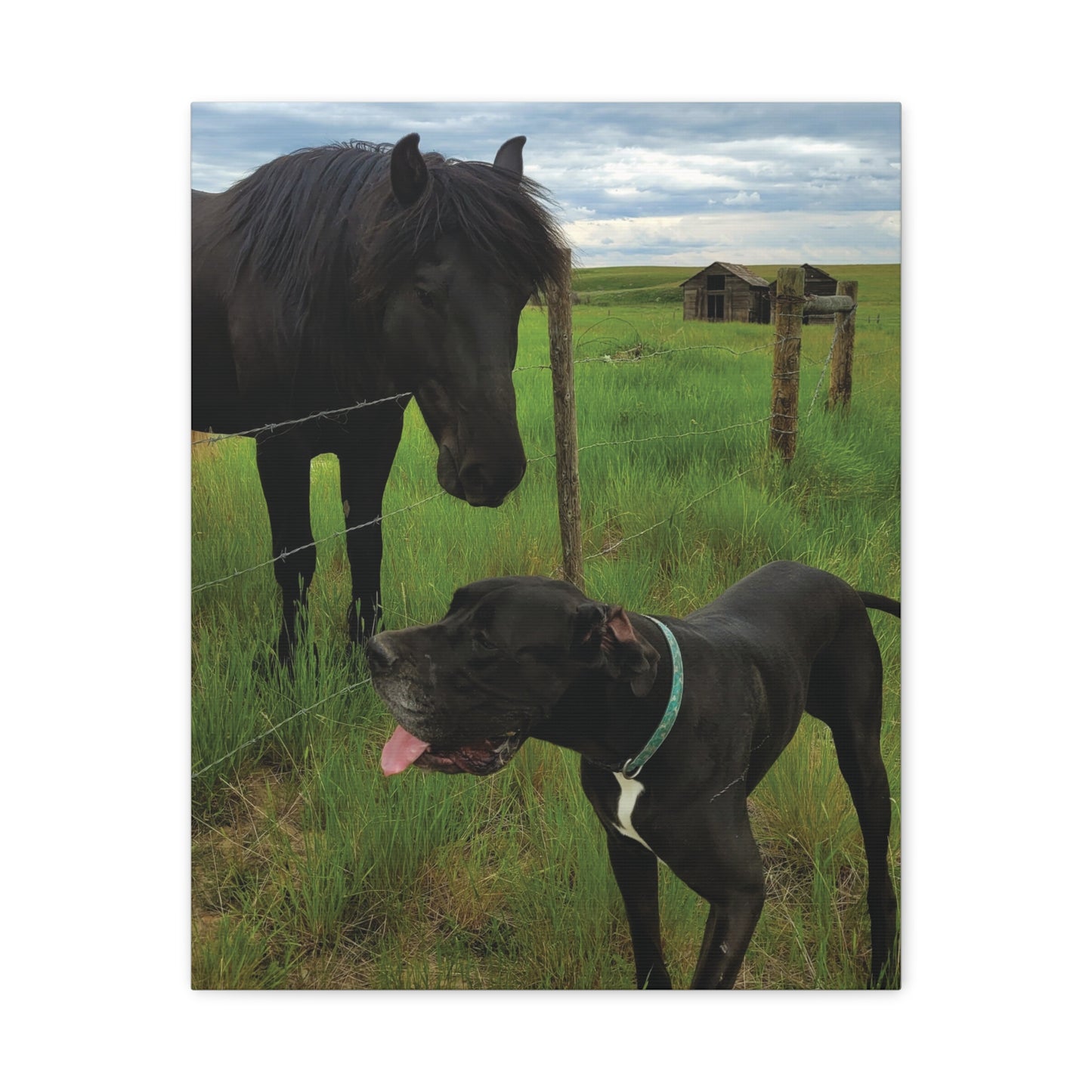 Pet Portrait Matte Canvas Wall Art - Horse & Dog