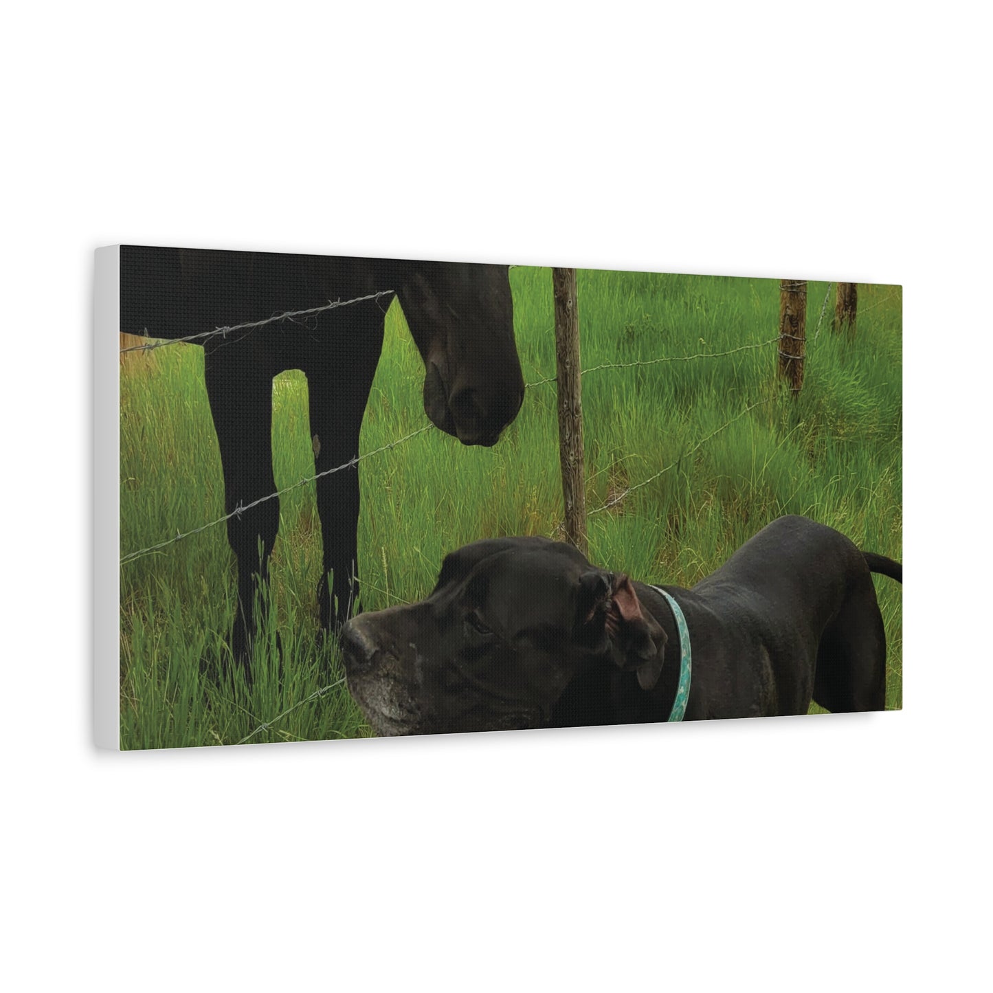 Pet Portrait Matte Canvas Wall Art - Horse & Dog
