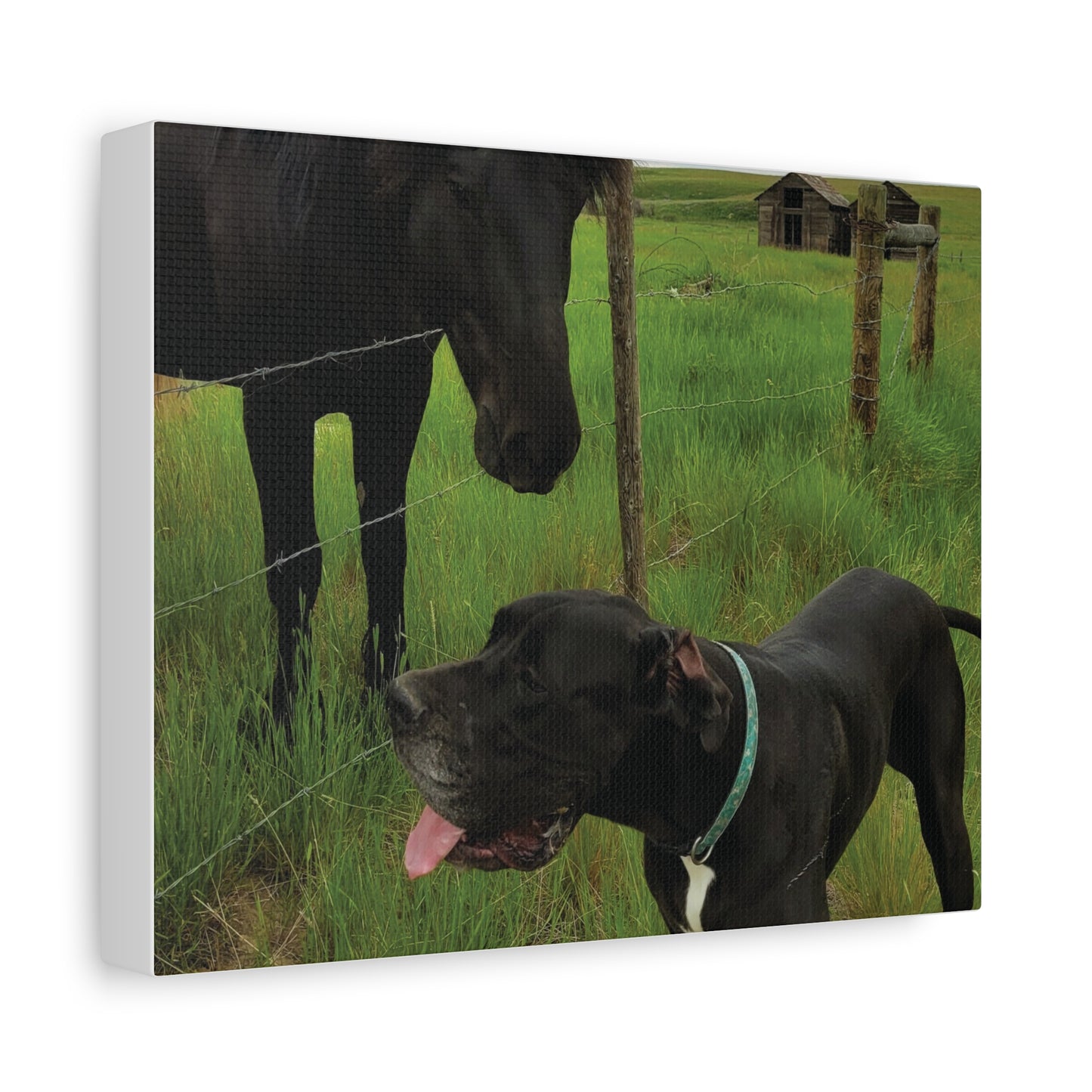 Pet Portrait Matte Canvas Wall Art - Horse & Dog