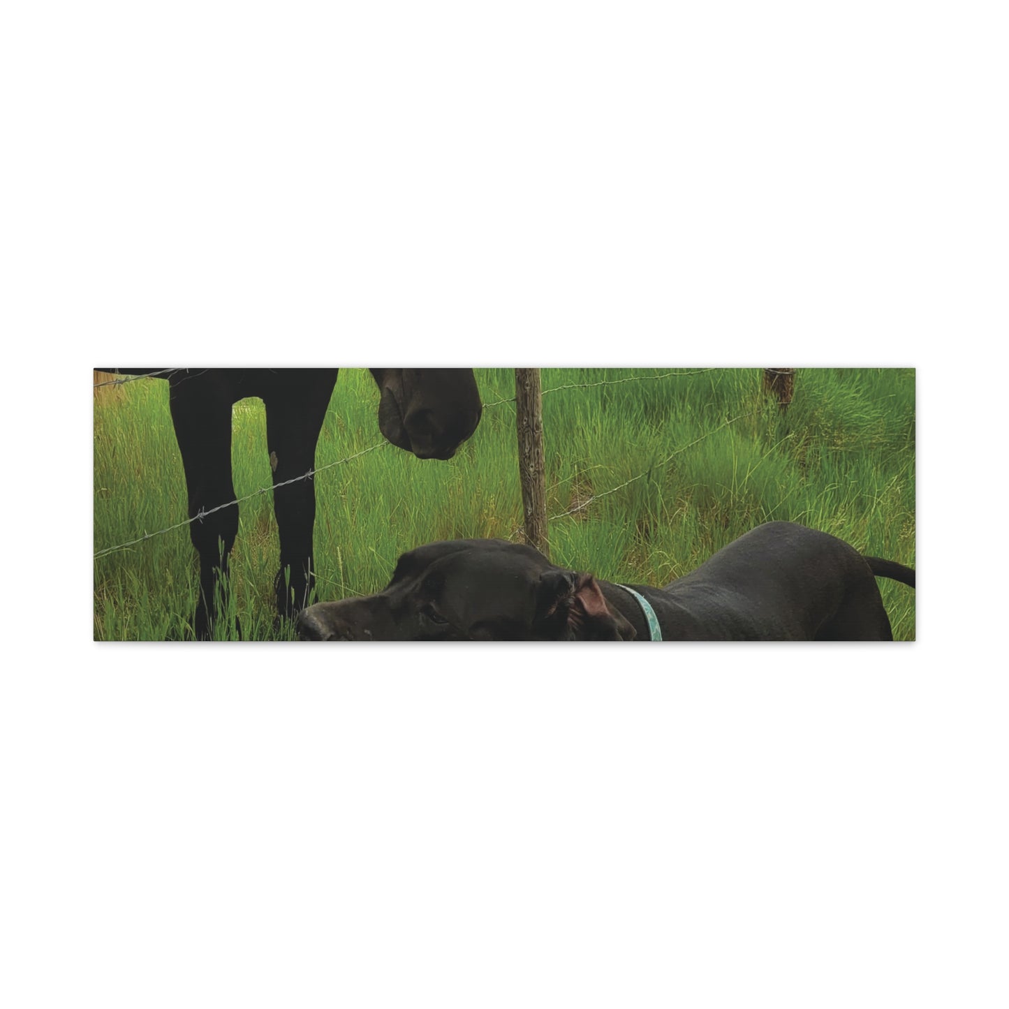 Pet Portrait Matte Canvas Wall Art - Horse & Dog