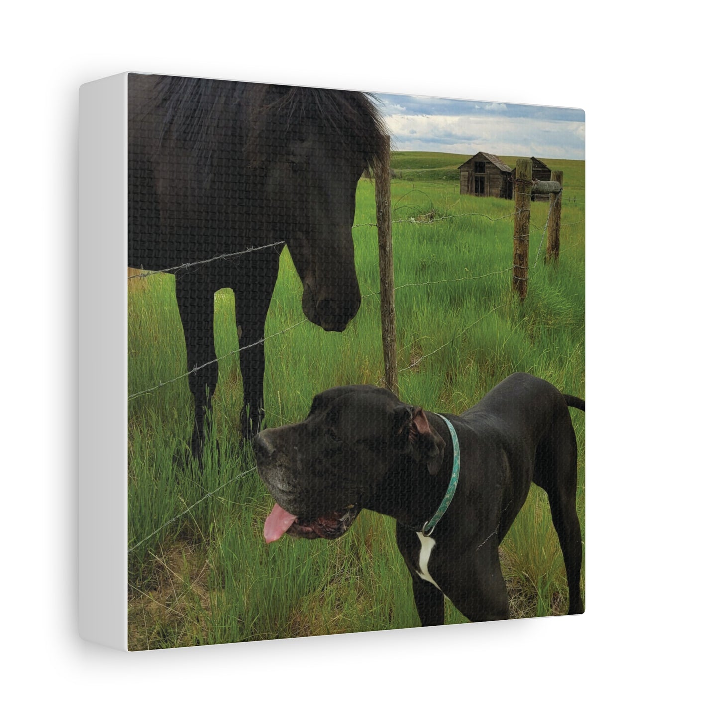 Pet Portrait Matte Canvas Wall Art - Horse & Dog