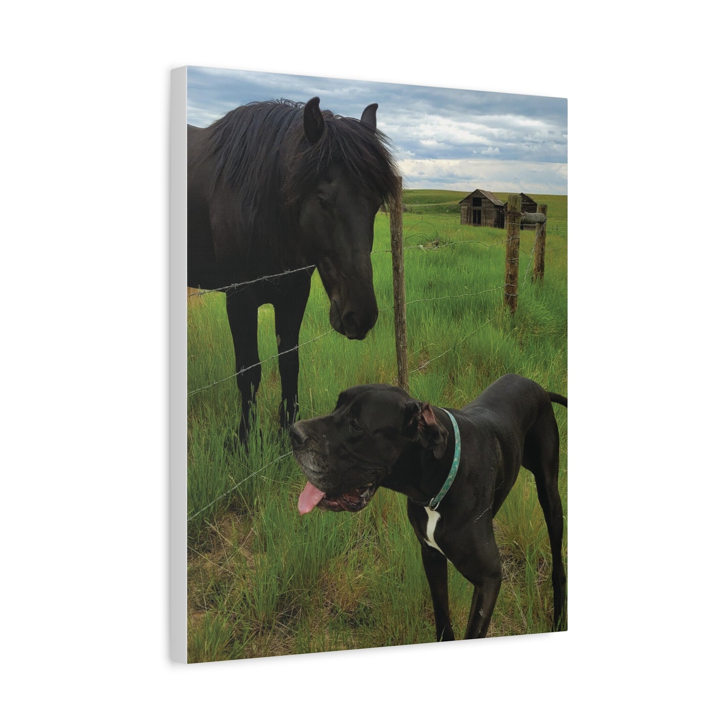 Pet Portrait Matte Canvas Wall Art - Horse & Dog