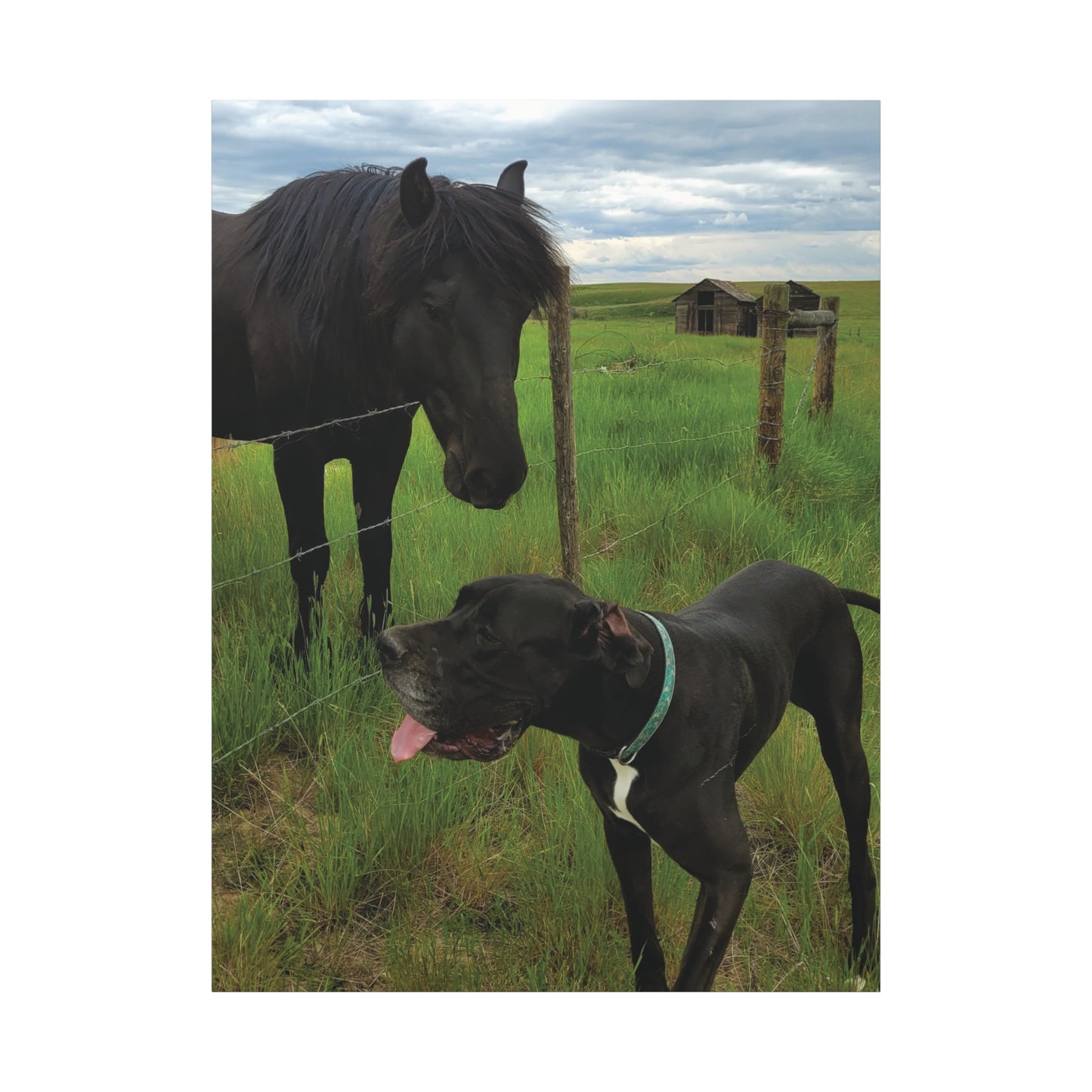 Pet Portrait Matte Canvas Wall Art - Horse & Dog
