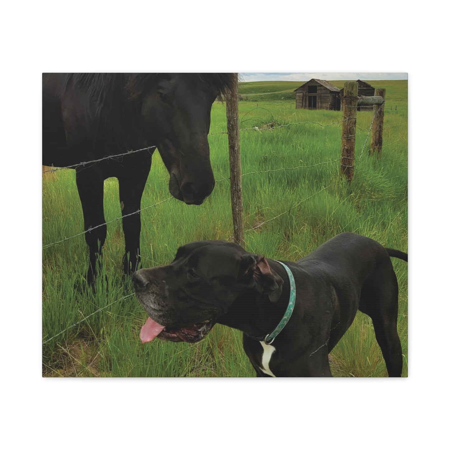 Pet Portrait Matte Canvas Wall Art - Horse & Dog