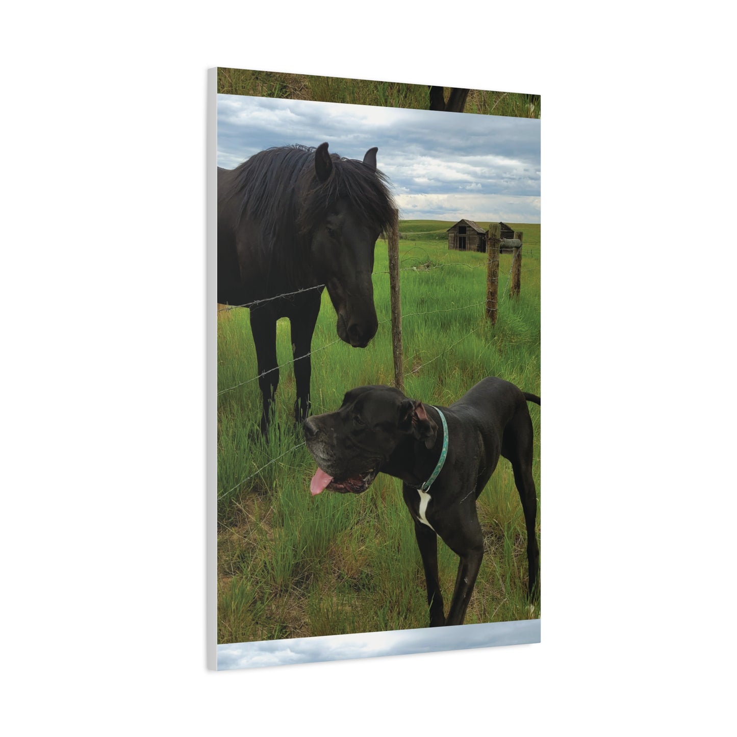 Pet Portrait Matte Canvas Wall Art - Horse & Dog