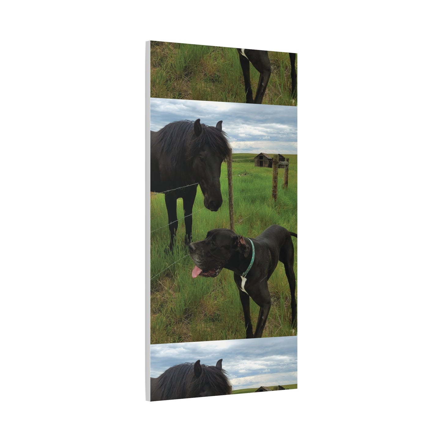 Pet Portrait Matte Canvas Wall Art - Horse & Dog