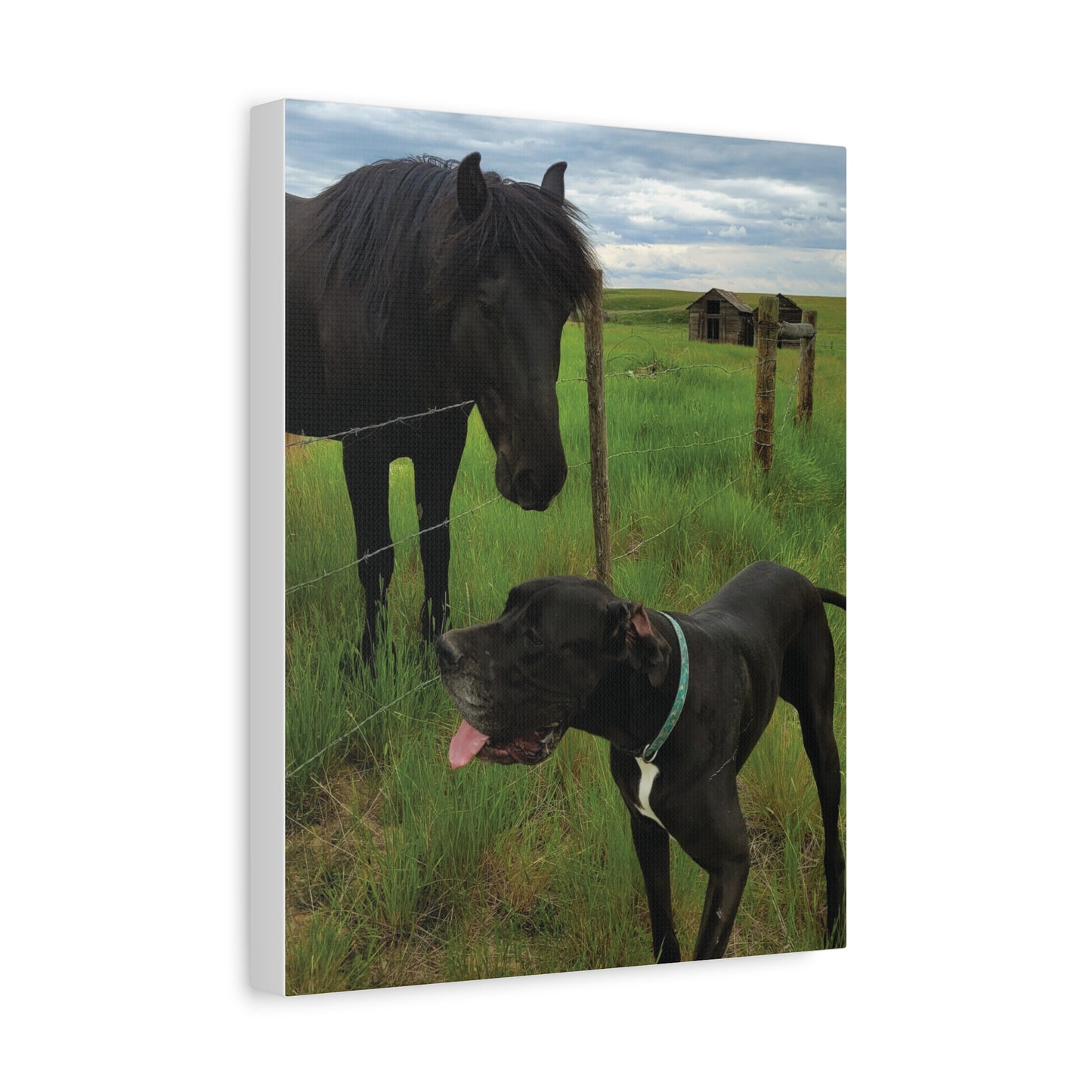 Pet Portrait Matte Canvas Wall Art - Horse & Dog