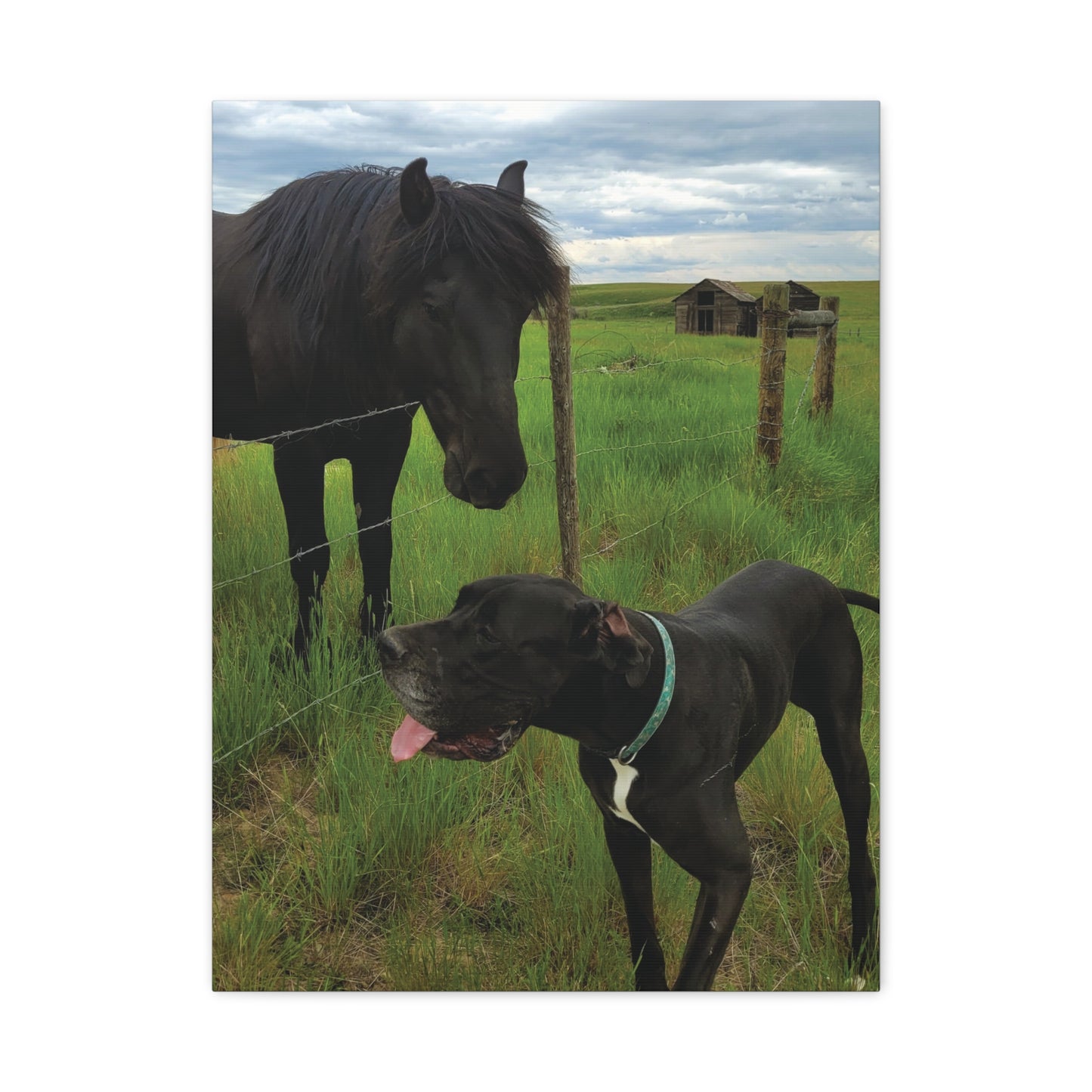 Pet Portrait Matte Canvas Wall Art - Horse & Dog