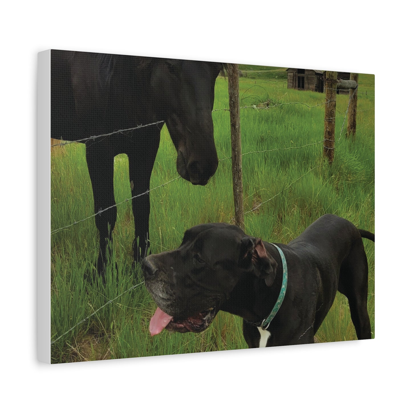Pet Portrait Matte Canvas Wall Art - Horse & Dog