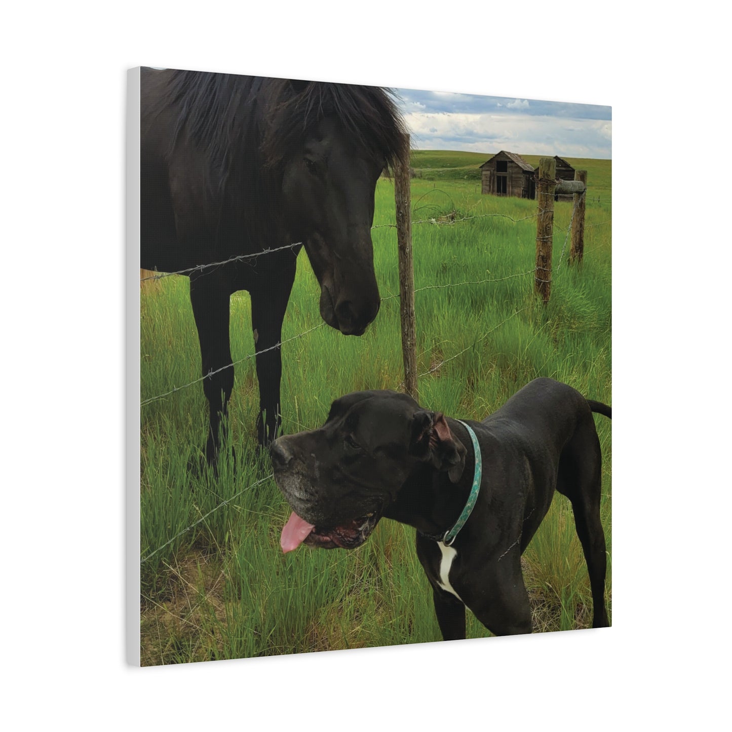 Pet Portrait Matte Canvas Wall Art - Horse & Dog