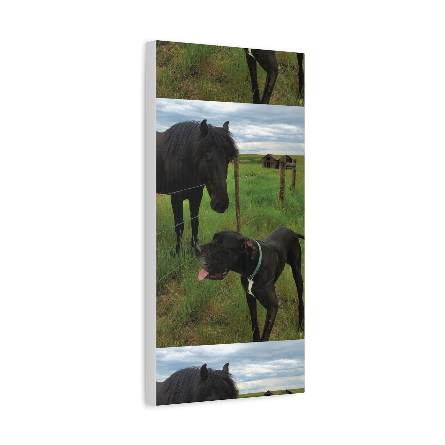 Pet Portrait Matte Canvas Wall Art - Horse & Dog