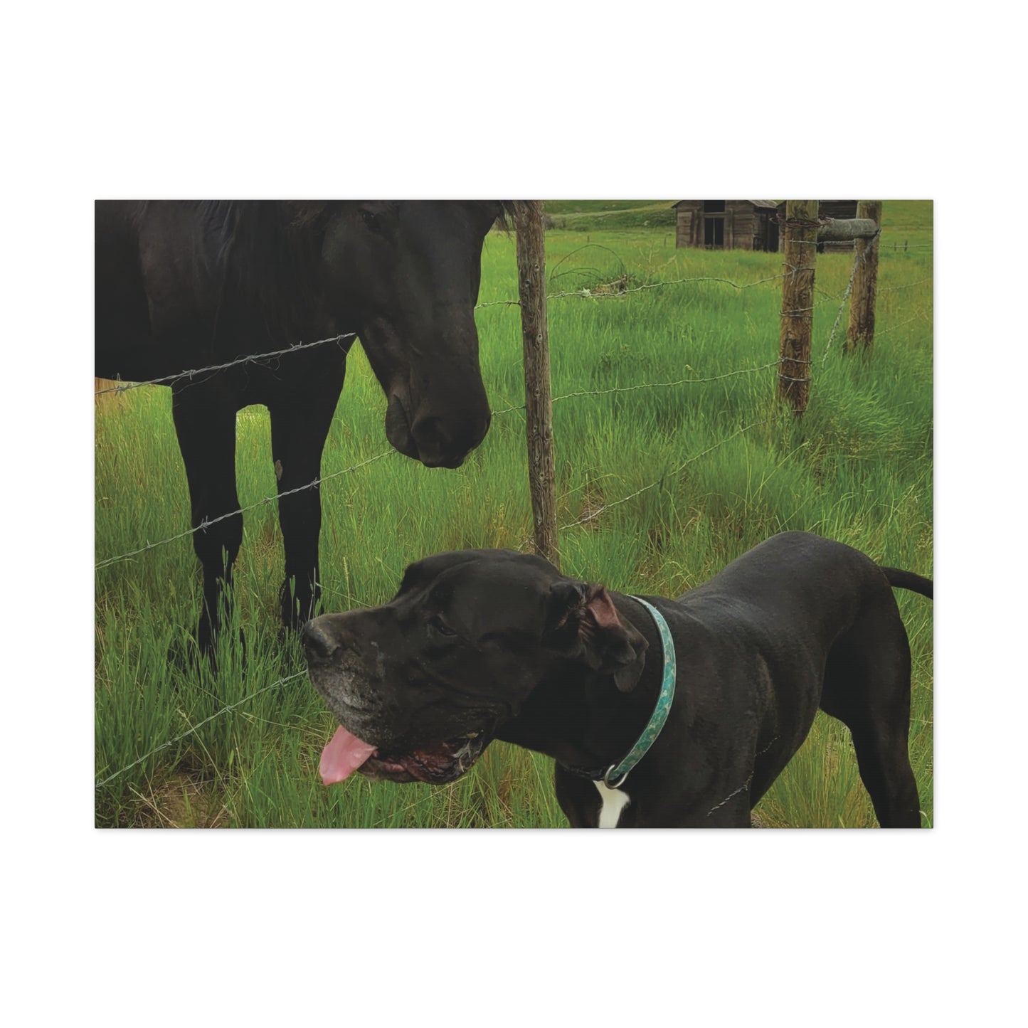 Pet Portrait Matte Canvas Wall Art - Horse & Dog