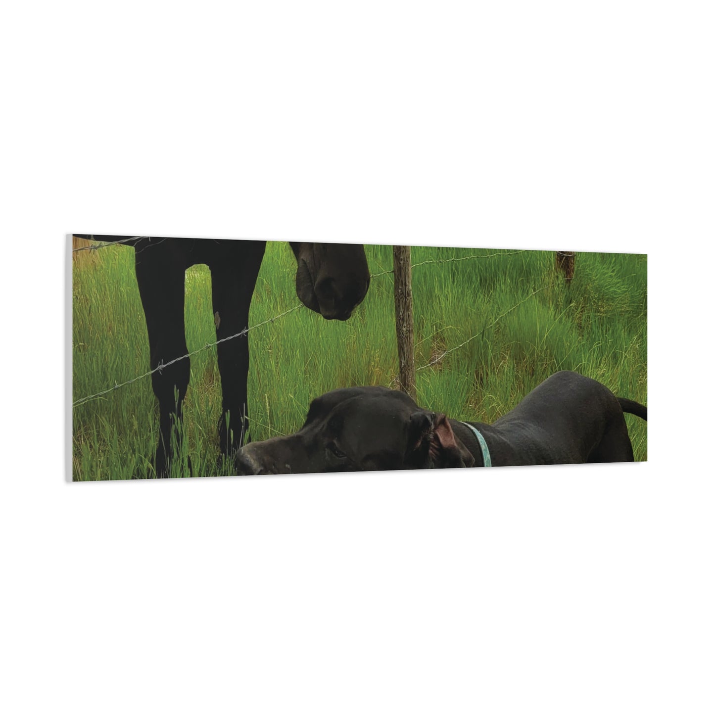 Pet Portrait Matte Canvas Wall Art - Horse & Dog