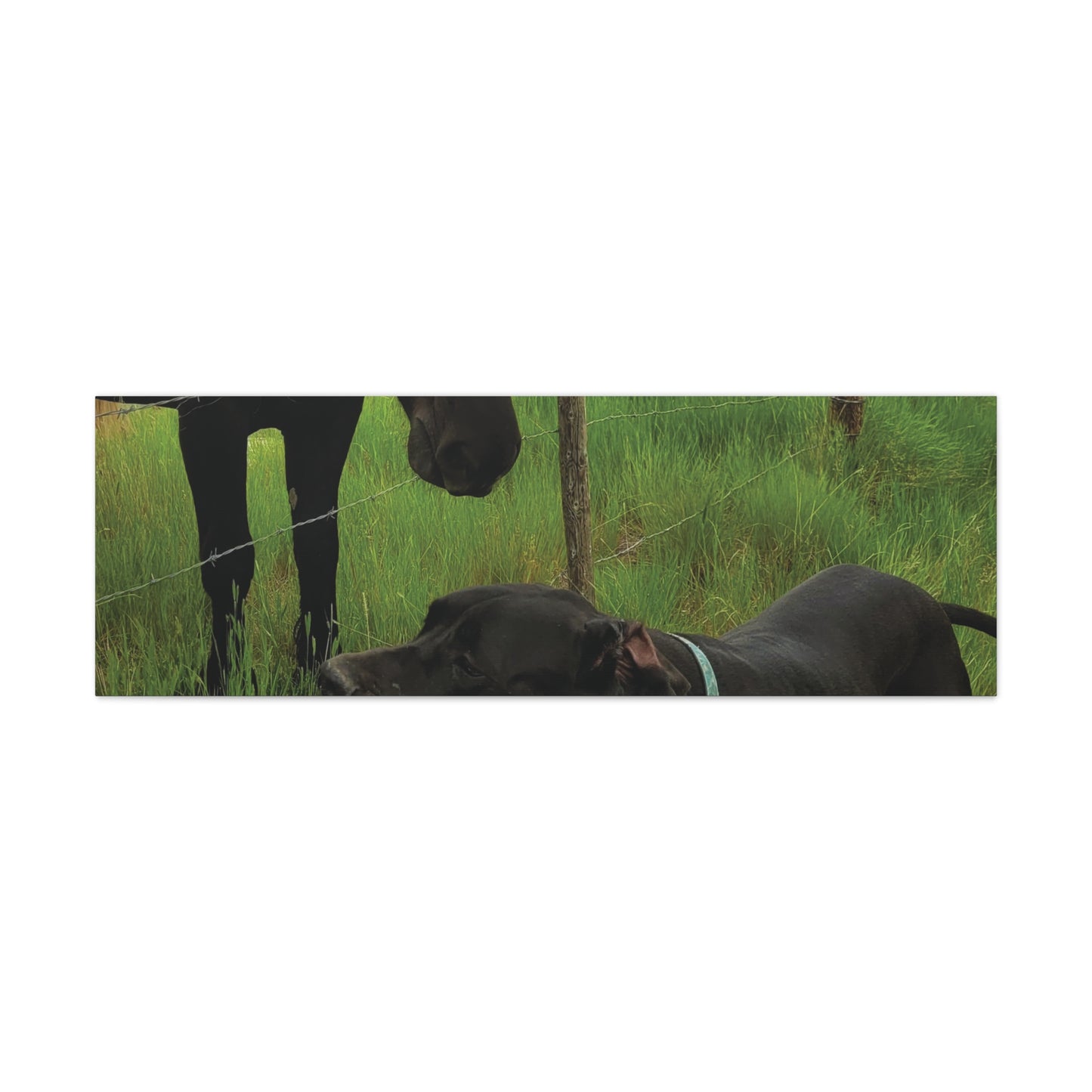 Pet Portrait Matte Canvas Wall Art - Horse & Dog