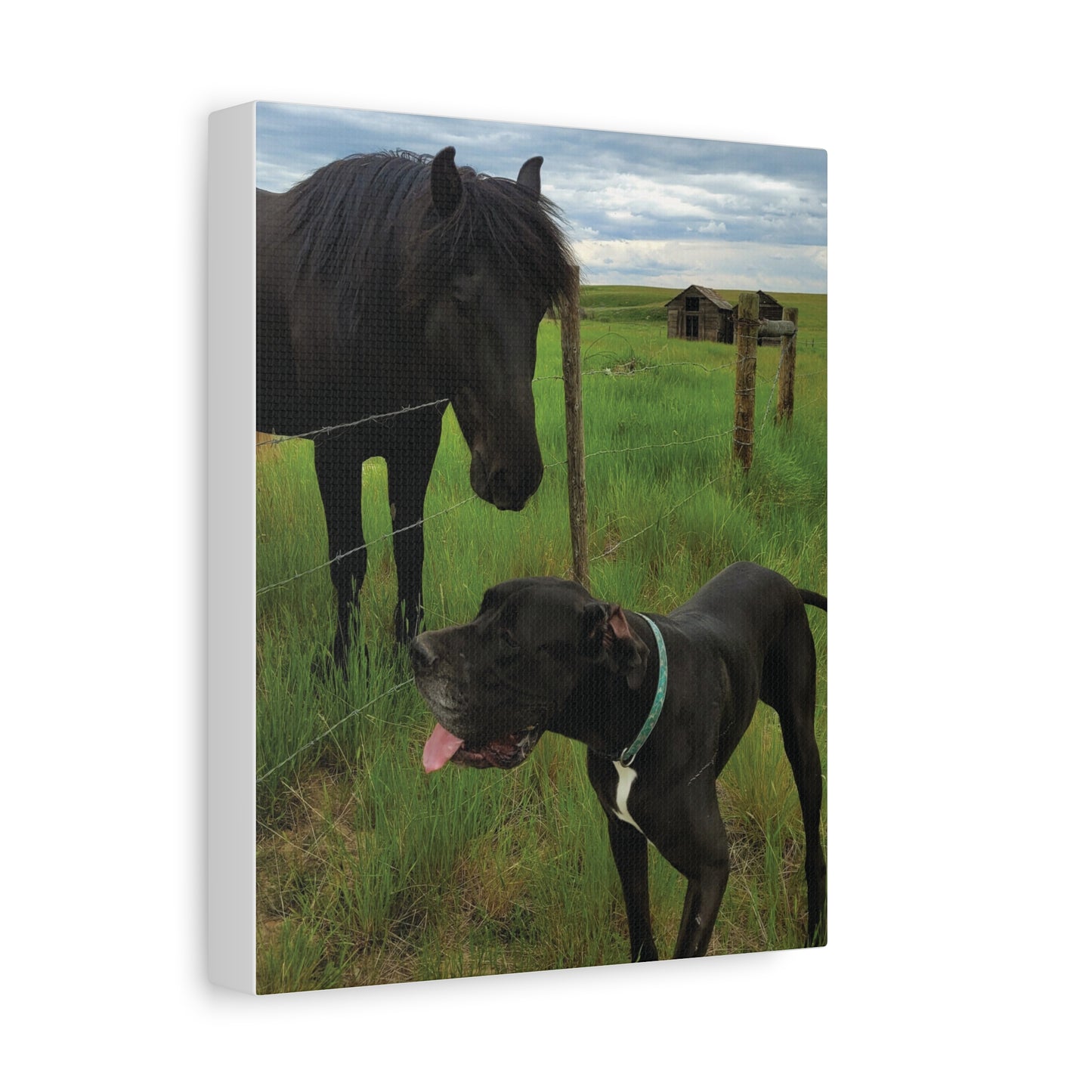Pet Portrait Matte Canvas Wall Art - Horse & Dog