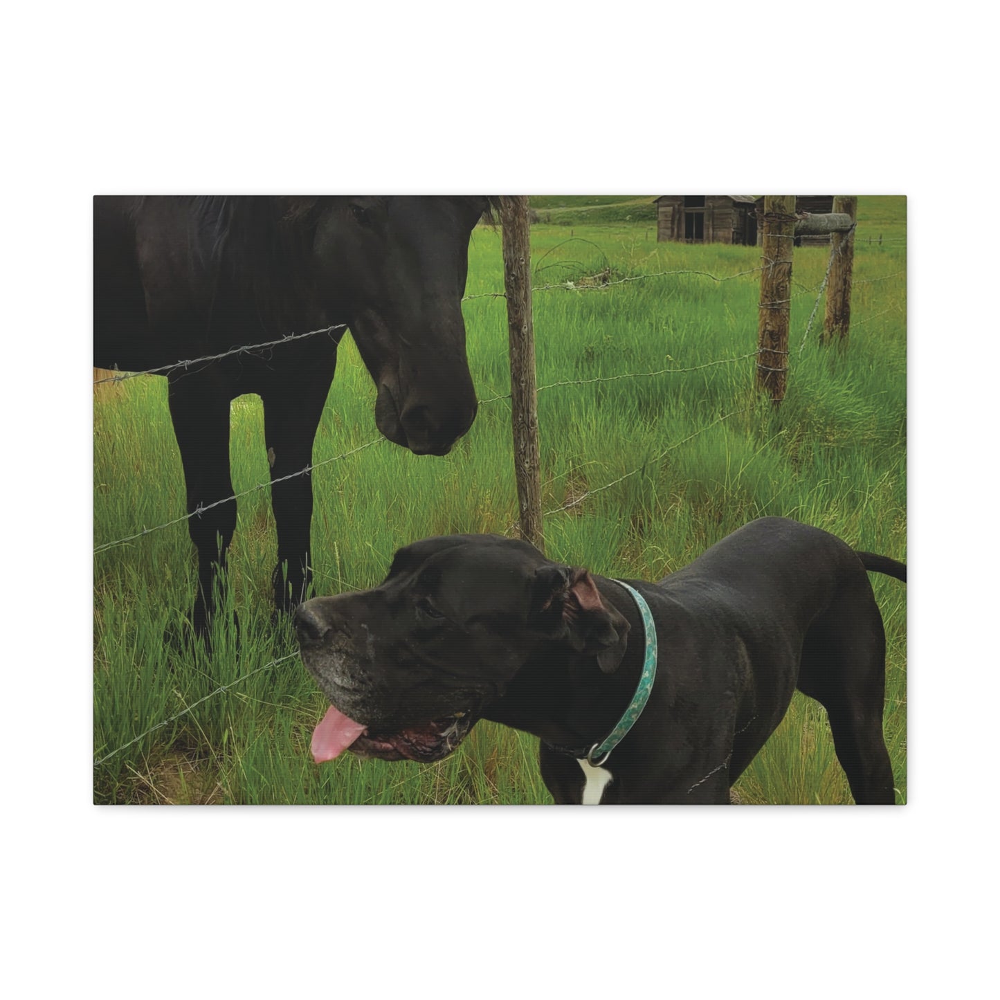 Pet Portrait Matte Canvas Wall Art - Horse & Dog