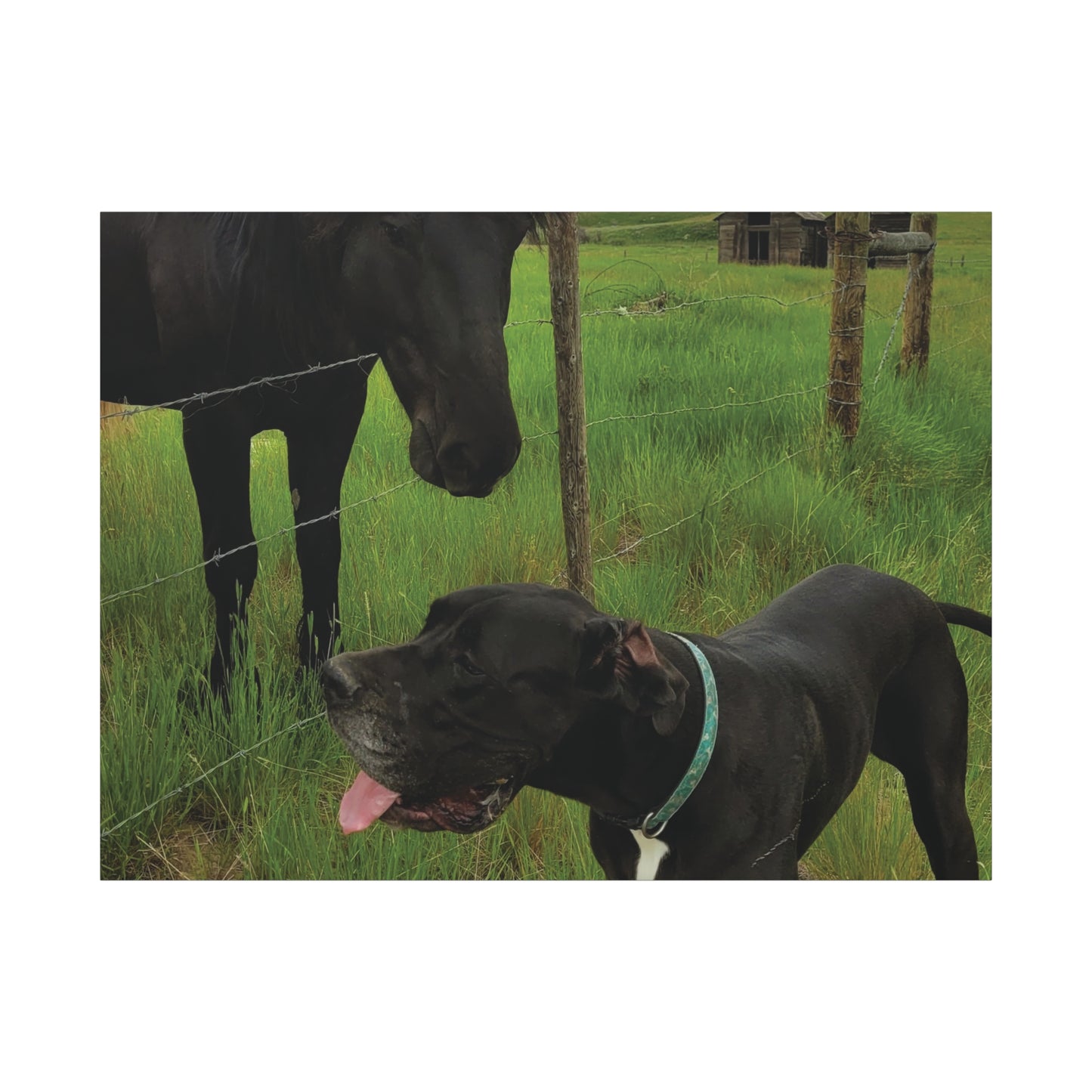 Pet Portrait Matte Canvas Wall Art - Horse & Dog