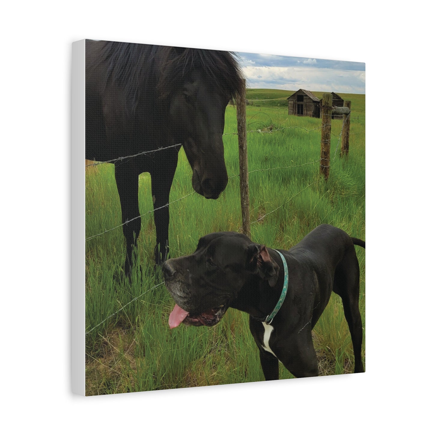 Pet Portrait Matte Canvas Wall Art - Horse & Dog